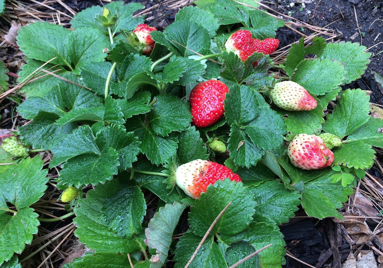 Strawberries are coming soon.