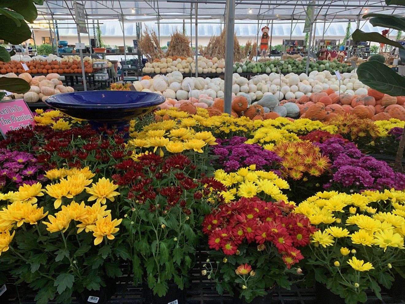 Cornelius Nursery is overflowing with fall mums and Texas-grown pumpkins.