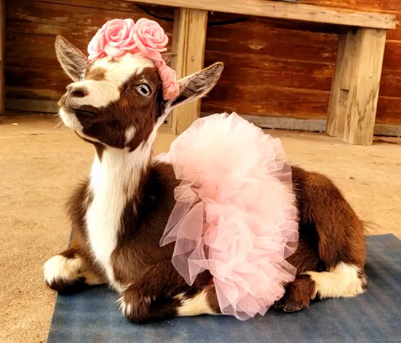 Mocha in a Tutu