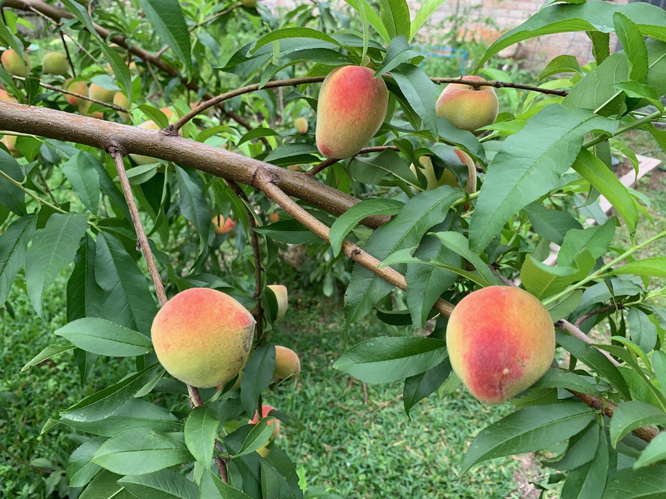 It's gardener versus critters for the ripening peaches.
