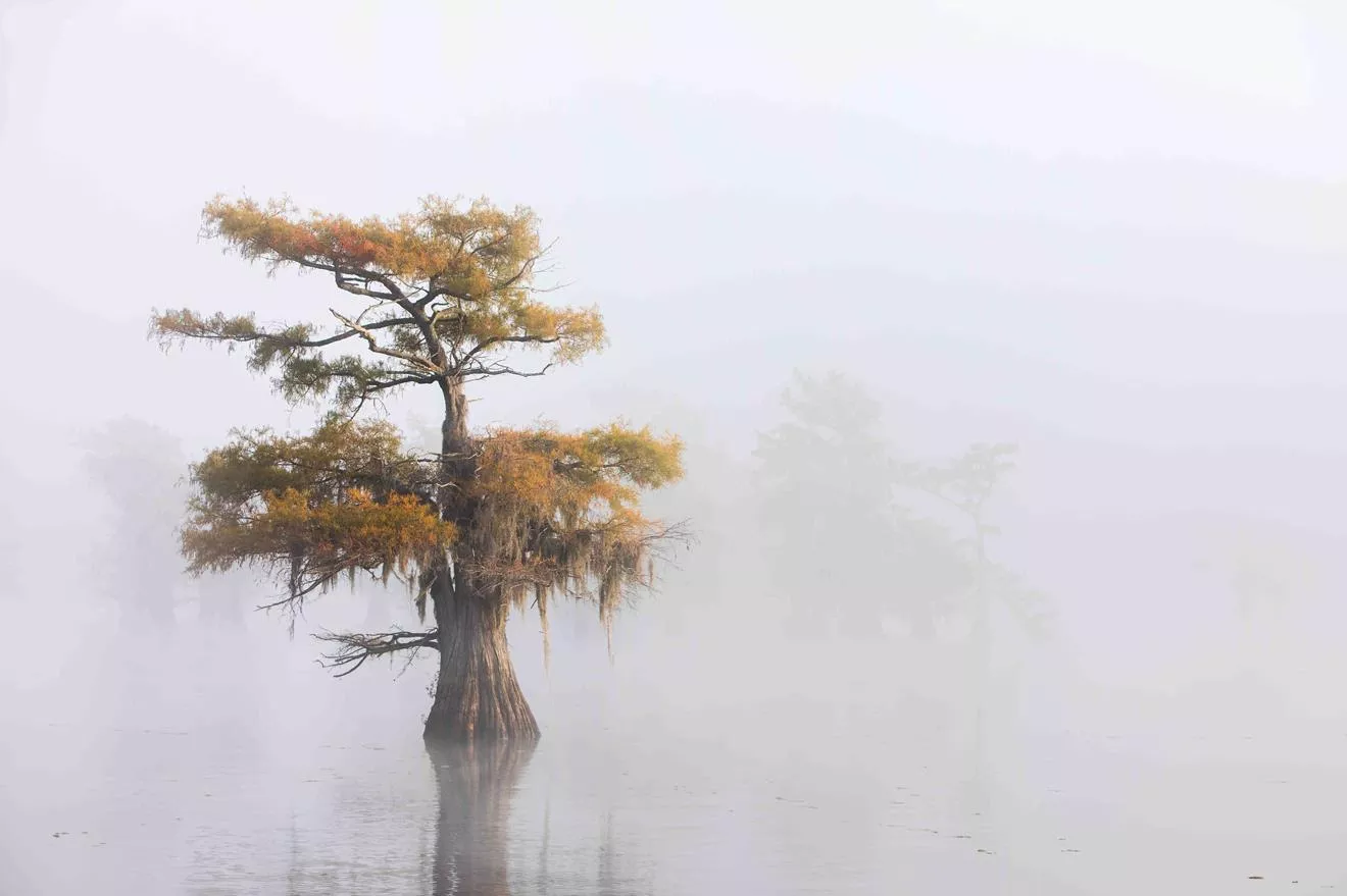 Jasmine Rossi, Caddo I [From Texas / Bayou series] Edition 2/9, 2021. Gicl&eacute;e print on HAHNEM&Uuml;HLE Bamboo 290 g, mounted on 3mm Dibond, 43 5/16 x 61 inches.