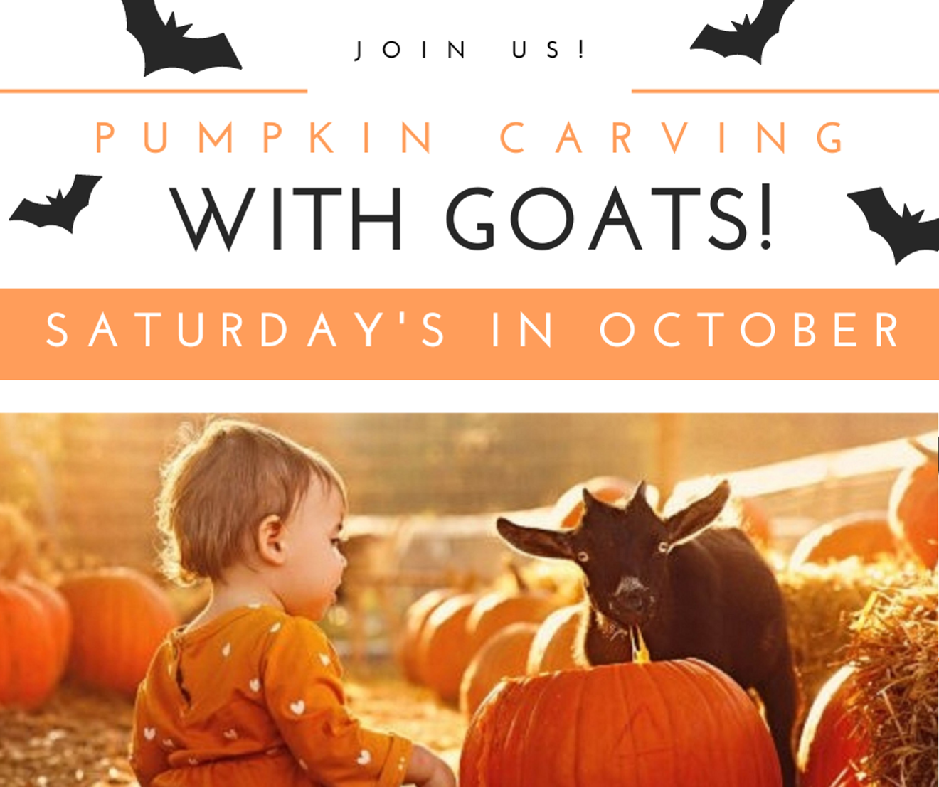 Pumpkin Carving with Goats!