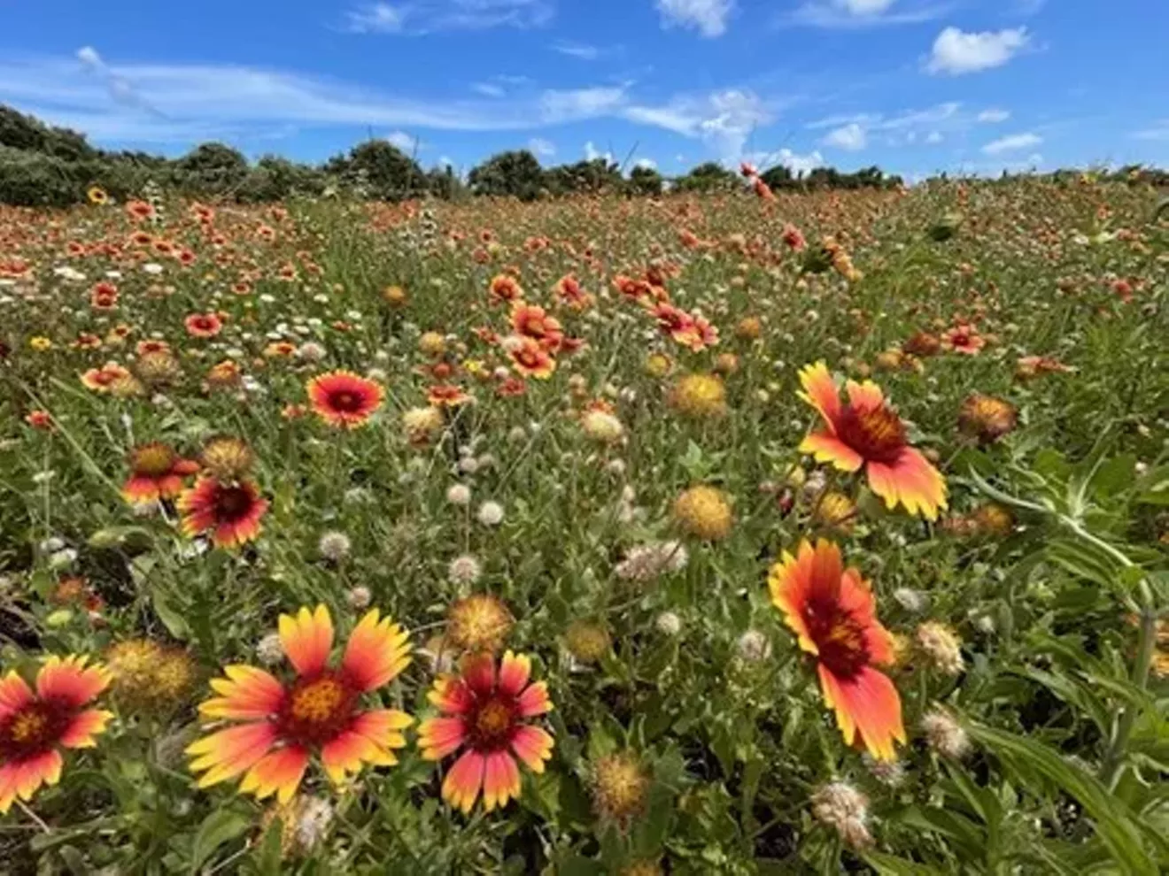 Native prairie at the Coastal Heritage Preserve