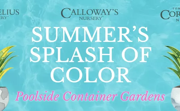 Image: Summer&rsquo;s Splash of Color: Poolside Container Gardens