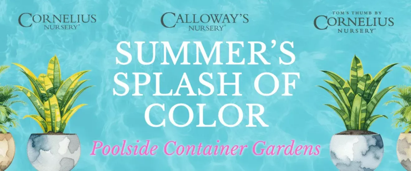 Summer&rsquo;s Splash of Color: Poolside Container Gardens