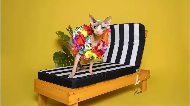 Image: TROPICAL SUMMER DREAMS