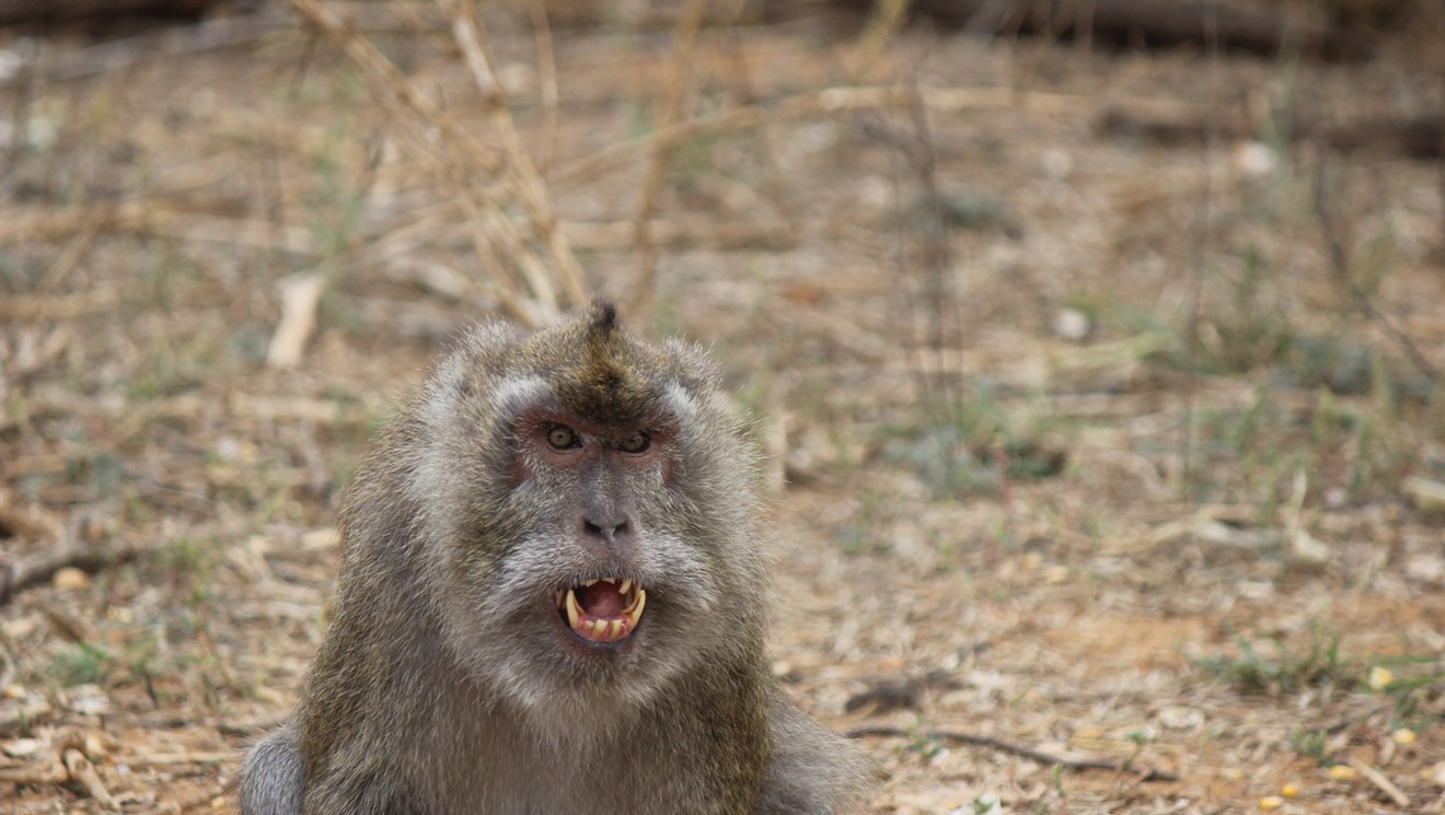 What's to be the Fate of 1,000 Lab Monkeys: Back to Cambodia, A New Home in South Texas, or Death?