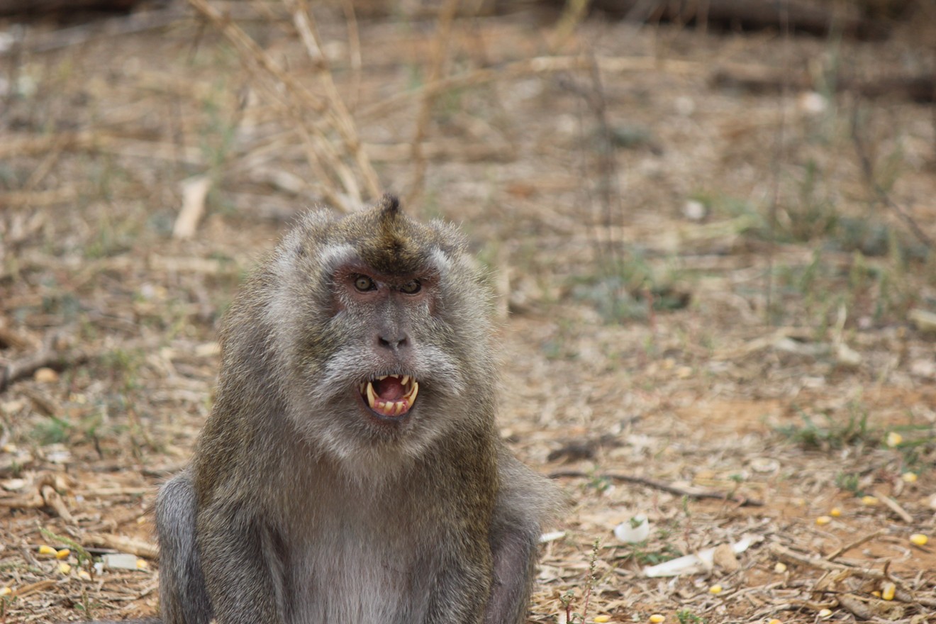 1,000 Illegally-Obtained Lab Monkeys in Texas Limbo | Houston Press